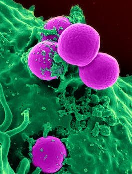 食物细菌：它们是什么以及如何保护自己